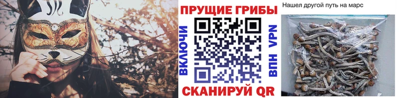 Псилоцибиновые грибы Psilocybine cubensis  Апатиты 